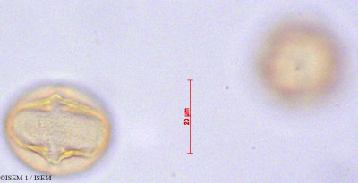 ISEM 1/Geum_peruvianum_29123/Geum_peruvianum_29123_0001(copy)_thumb.jpg